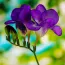 Фрезія Single Purple фото