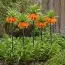 Фрітіларія Imperialis Garland Star фото