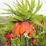 Фрітіларія Imperialis Orange Brilliant фото