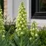 Фрітіларія Persica Ivory Bells фото
