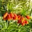 Фрітіларія Imperialis Orange Beauty фото
