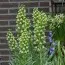 Фрітіларія Persica Alba фото