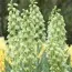 Фрітіларія Persica Alba фото