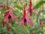 Фуксія Gracilis фото