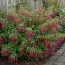 Фукcія Riccartonii фото
