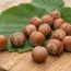 Фундук Каталонський фото