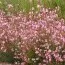 Гаура Siskyou Pink фото
