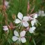 Гаура Whirling Butterflies фото