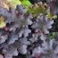 Гейхера Crimson Curls (Крімсон Карлс) фото