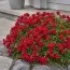 Геліантемум Cerise Queen фото
