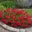 Геліантемум Cerise Queen фото