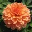 Жоржина GoGo Peach фото