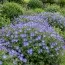 Герань Rozanne (розсада) фото