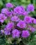 Герань Plenum Violaceum фото