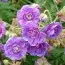 Герань Plenum Violaceum фото