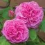 Троянда Gertrude Jekyll фото