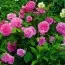Троянда Gertrude Jekyll фото