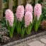 Гіацинт China Pink фото