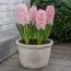 Гіацинт China Pink фото