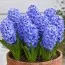 Гіацинт Delft Blue фото