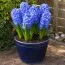 Гіацинт Delft Blue фото