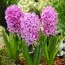 Гіацинт Orientalis Pink фото