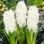 Гіацинт Polar Giant  фото