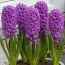 Гіацинт Purple Sensation фото