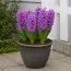 Гіацинт Purple Sensation фото