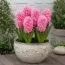 Гіацинт Махровий Spring Beauty фото