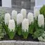 Гіацинт White Pearl фото