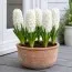 Гіацинт White Pearl фото