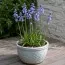 Гіацинтоїдес Hispanica Blue фото
