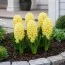 Гіацинт Yellow Queen фото