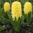 Гіацинт Yellow Queen фото
