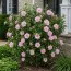 Гібіскус сирійський Pink Chiffon фото