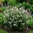 Геленіум Trifoliata (Трилиста) фото