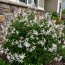 Геленіум Trifoliata (Трилиста) фото