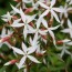 Геленіум Trifoliata (Трилиста) фото