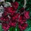 Гладіолус Black Surprise фото