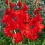 Гладіолус Fire Cracker фото