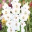 Гладіолус Ocilla фото