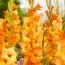 Гладіолус Olympic Flame фото
