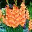 Гладіолус Orange Sun фото