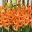 Гладіолус Prince of Orange фото