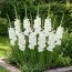 Гладіолус Snowdon фото