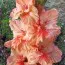 Гладіолус Sunny Ruffle фото