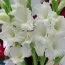 Гладіолус White Prosperity 50 фото