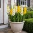 Гладіолус Жовтий Мікс фото