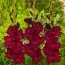 Гладіолус Espresso фото